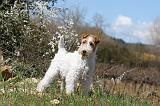 FOX TERRIER 125